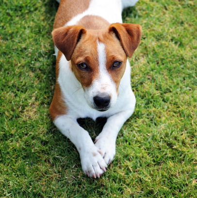 paiement en plusieurs fois dans le garage schaleppi à huriel 03 pour l'chat d'un véhicule